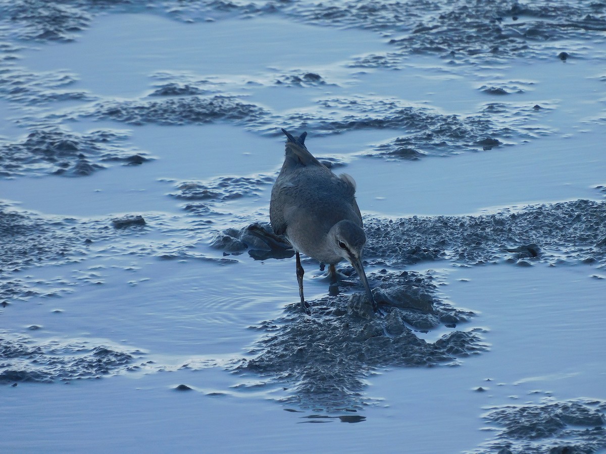 Gray-tailed Tattler - ML645880734