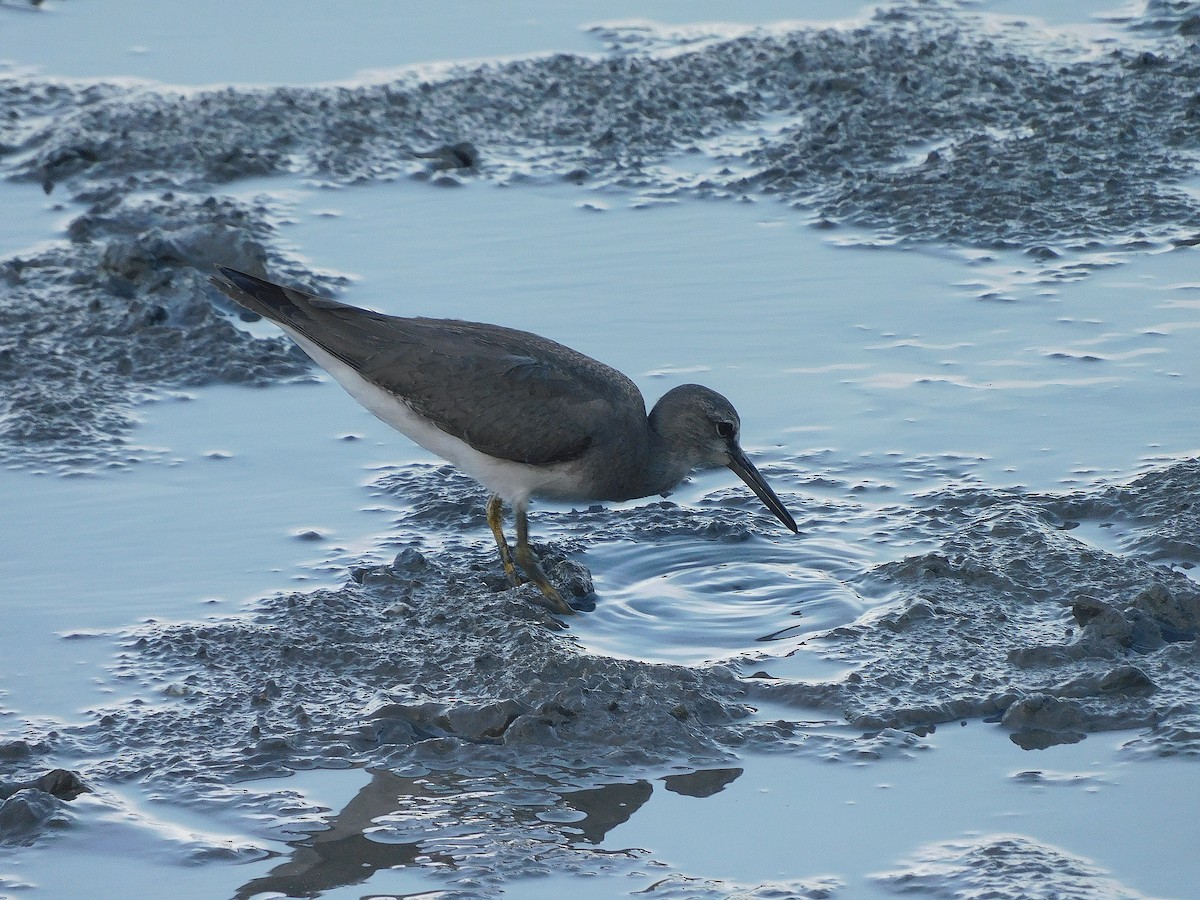 キアシシギ - ML645880735