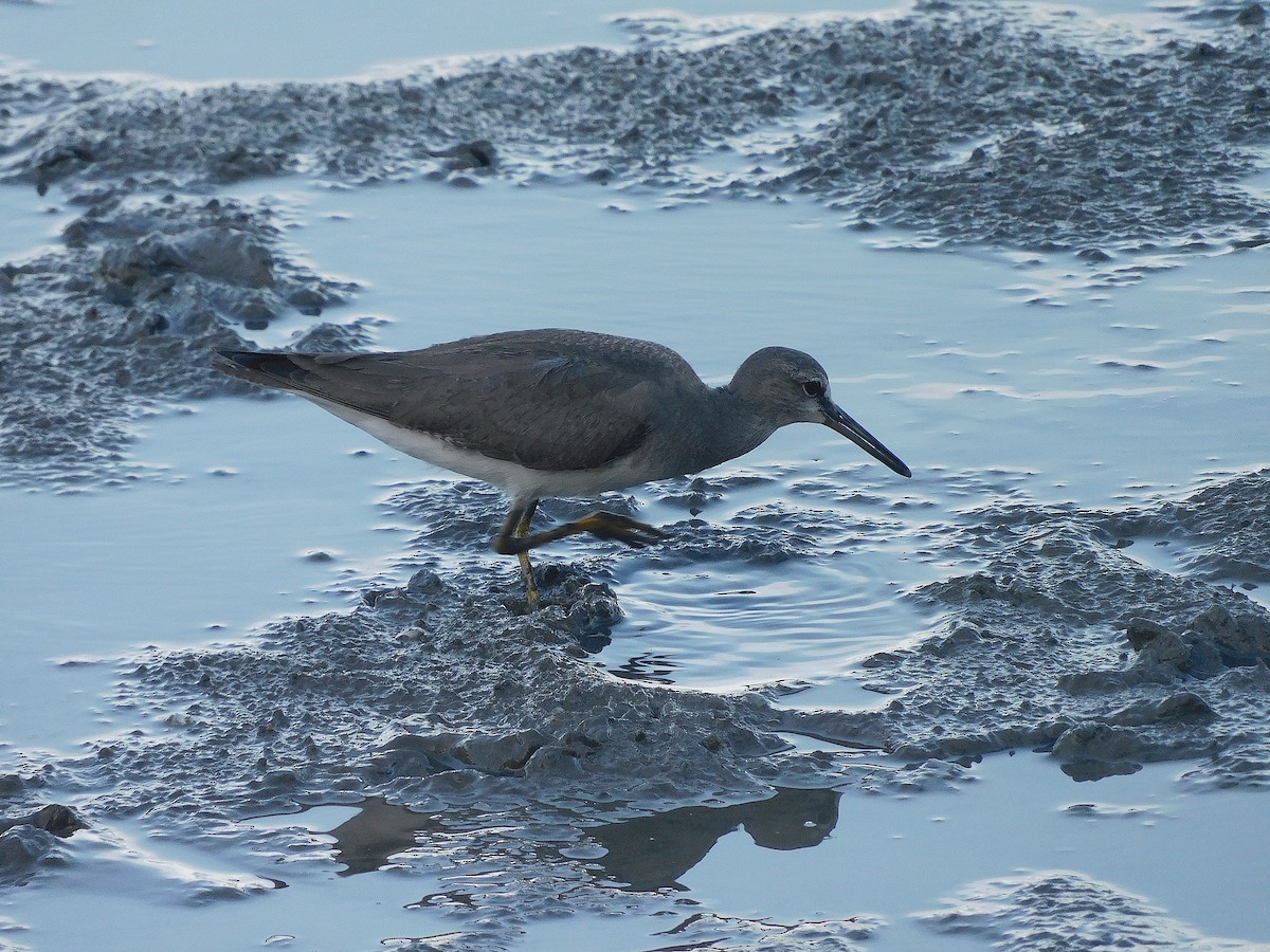 Gray-tailed Tattler - ML645880736