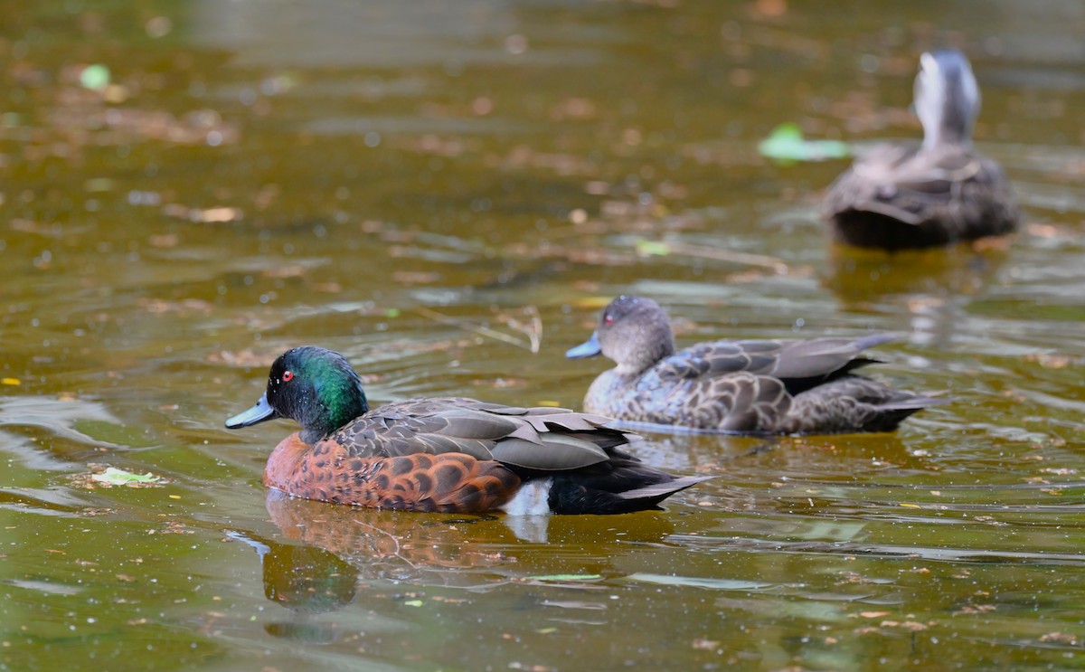 Chestnut Teal - ML645880737