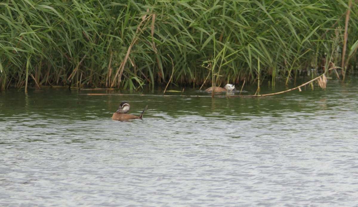 White-headed Duck - ML645880738