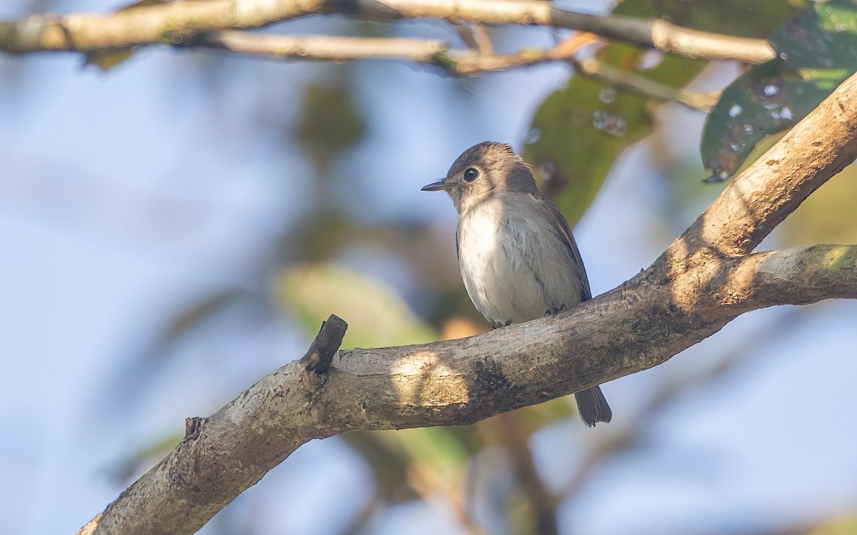 Asian Brown Flycatcher - ML645880739