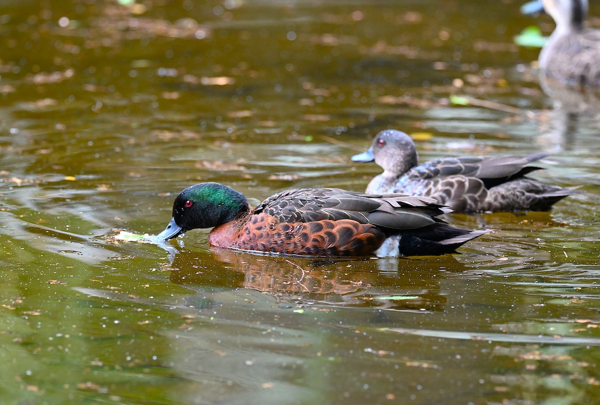 Chestnut Teal - ML645880740