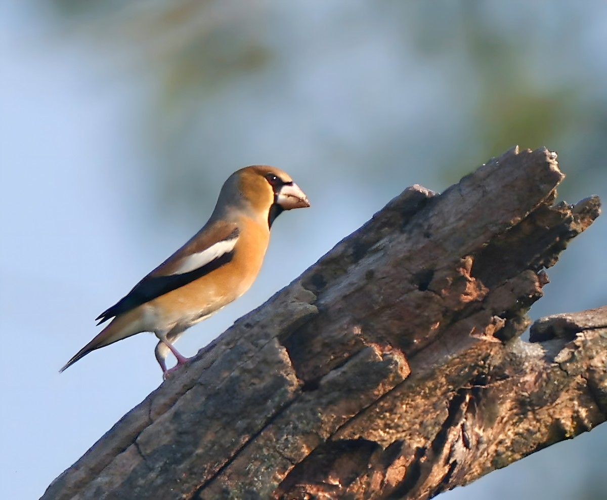 Hawfinch - ML645880741