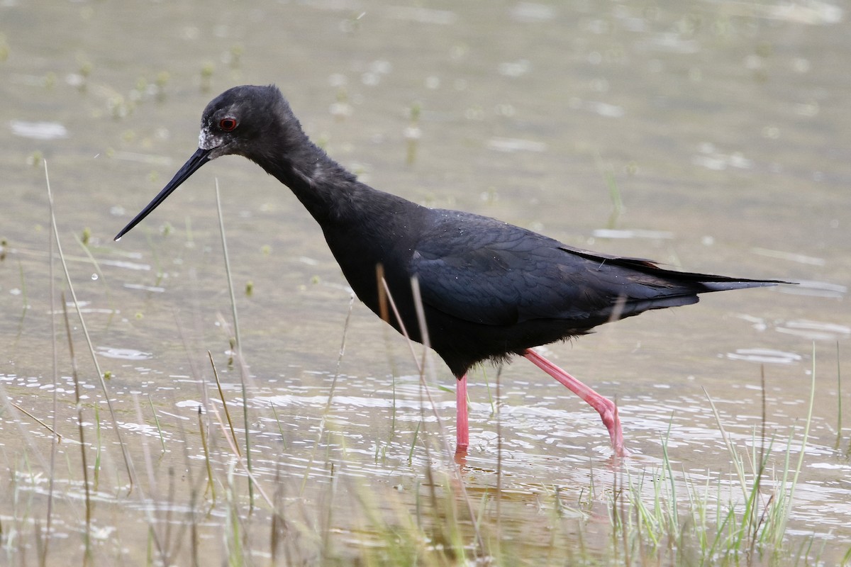 Black Stilt - ML645880743