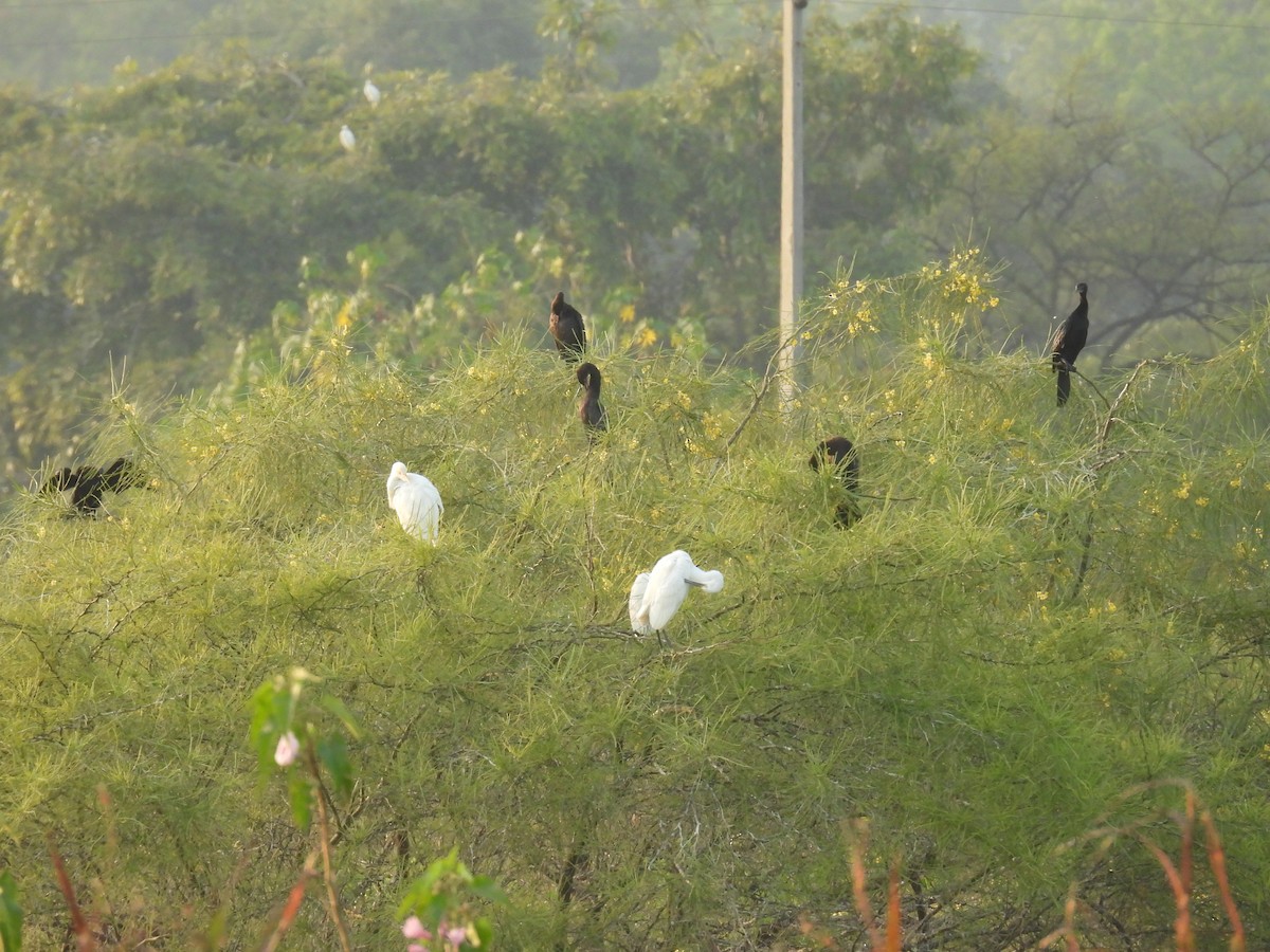 アジアコビトウ - ML645880745