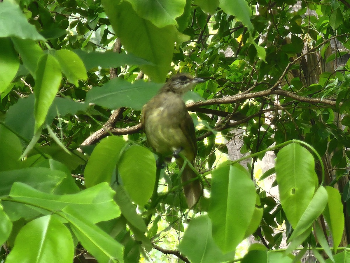 ミミスジヒヨドリ - ML645880751