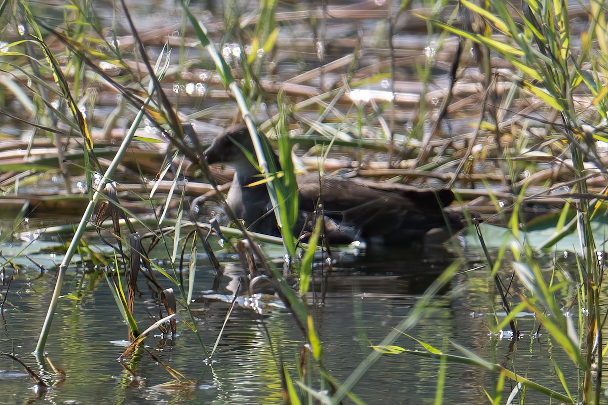 バン - ML645880753