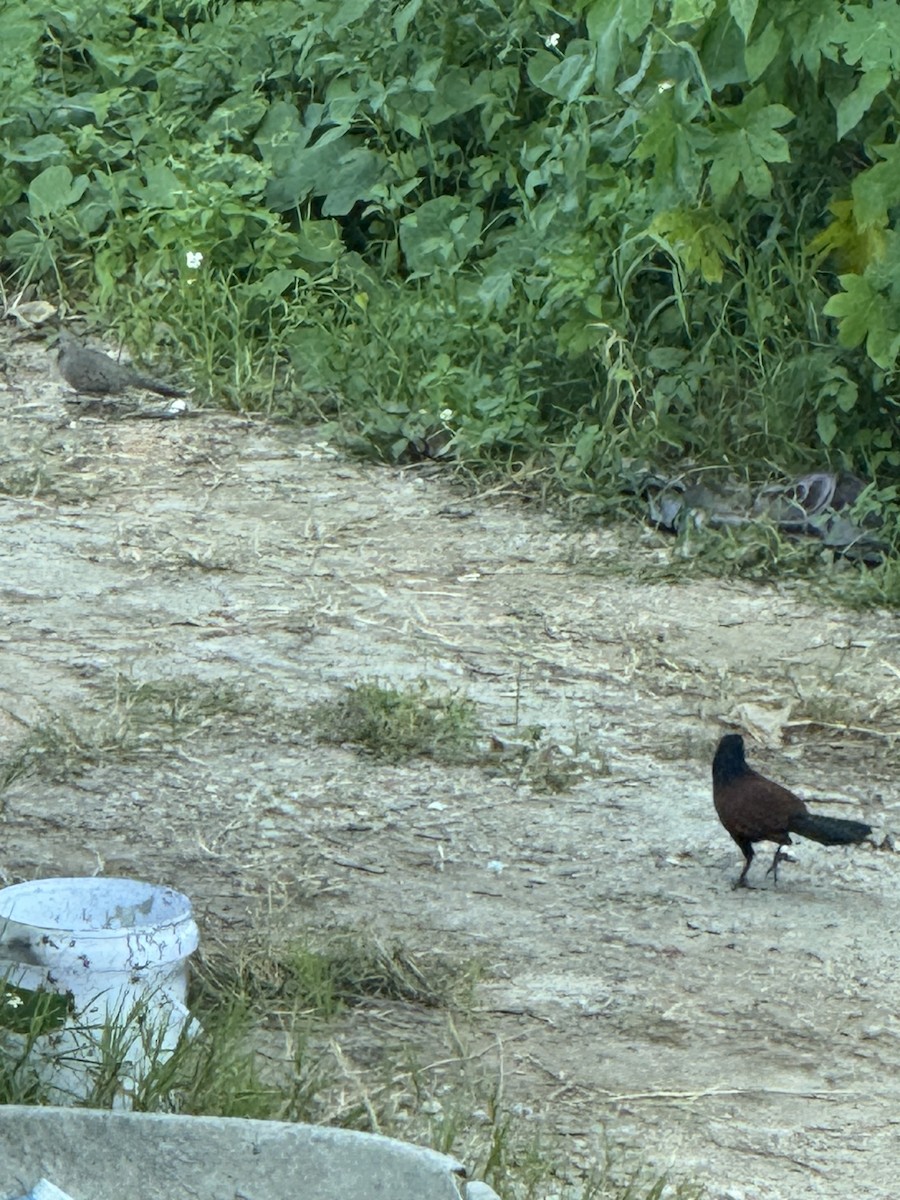 オオバンケン - ML645880754