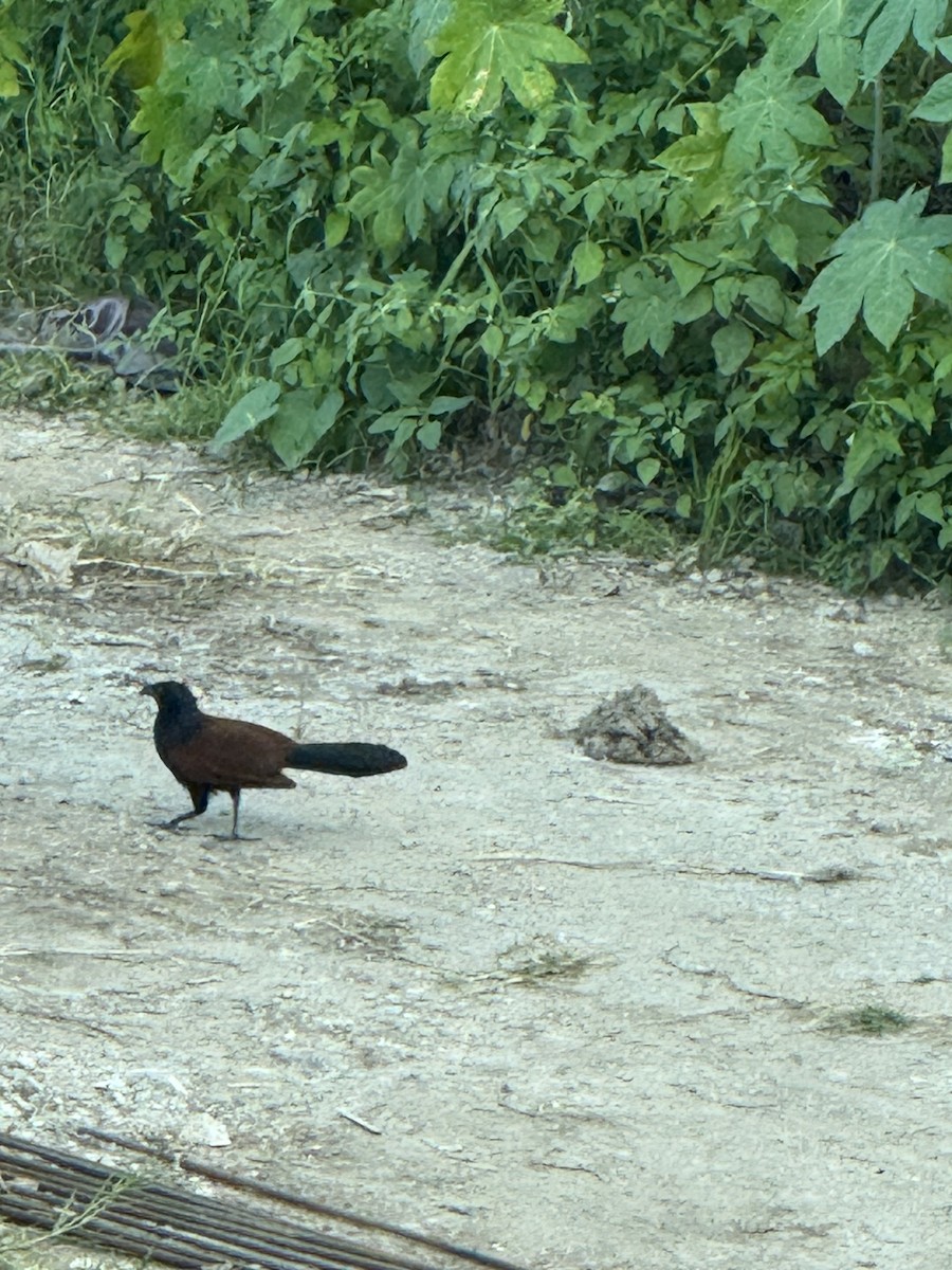 オオバンケン - ML645880755