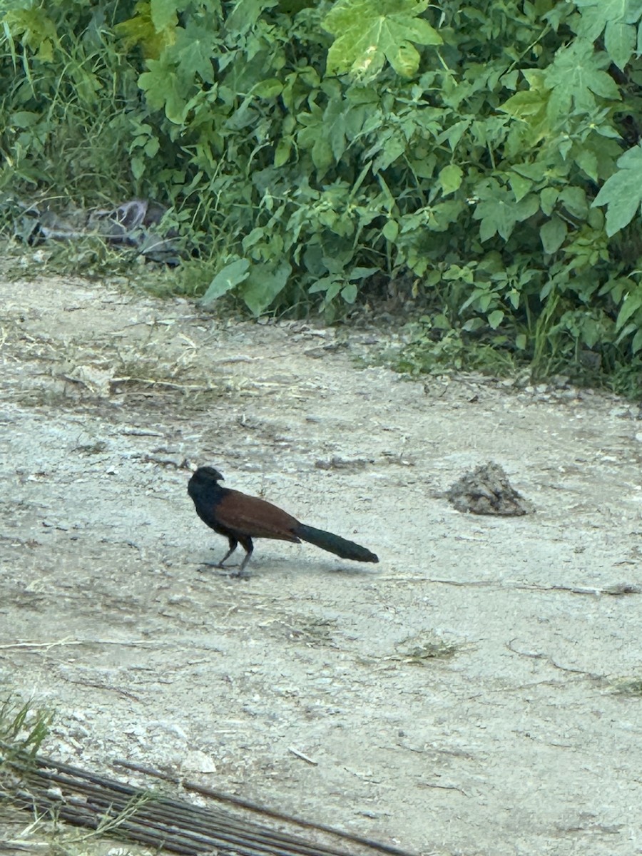 オオバンケン - ML645880756