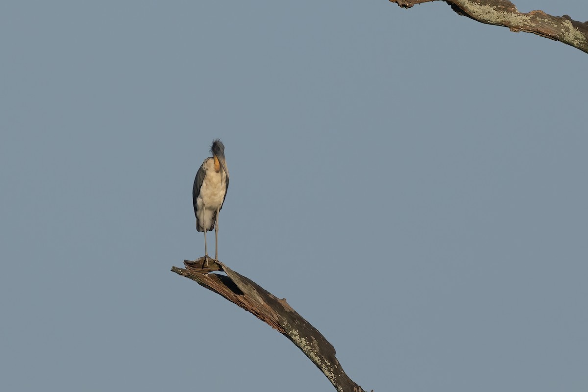 コハゲコウ - ML645880757