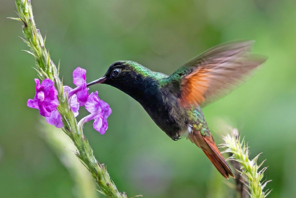 ハイバラエメラルドハチドリ - ML645880758