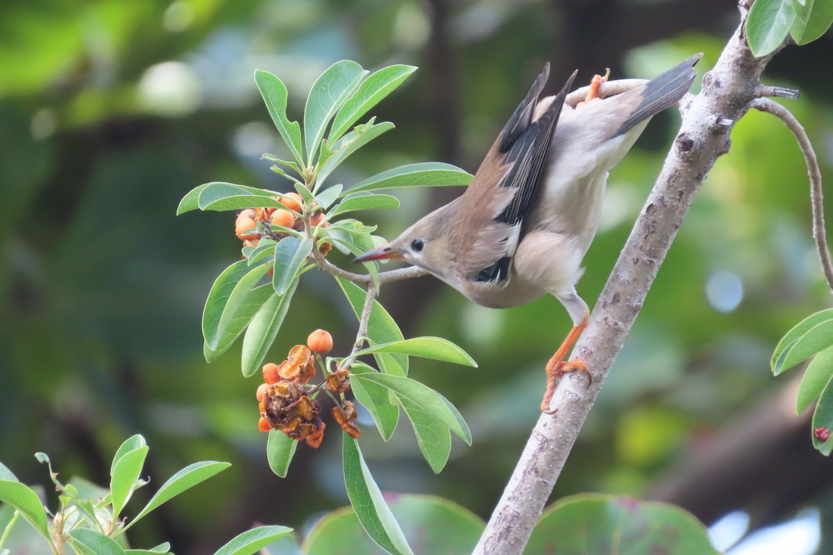 ギンムクドリ - ML645880759