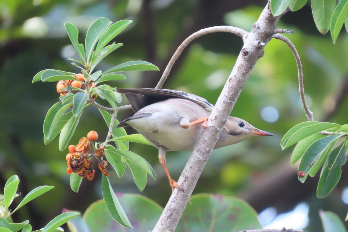 ギンムクドリ - ML645880760