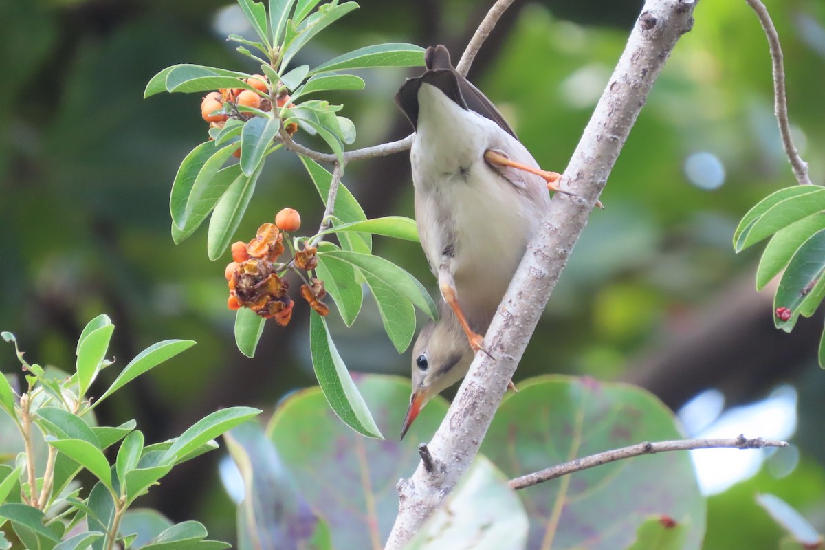 ギンムクドリ - ML645880761
