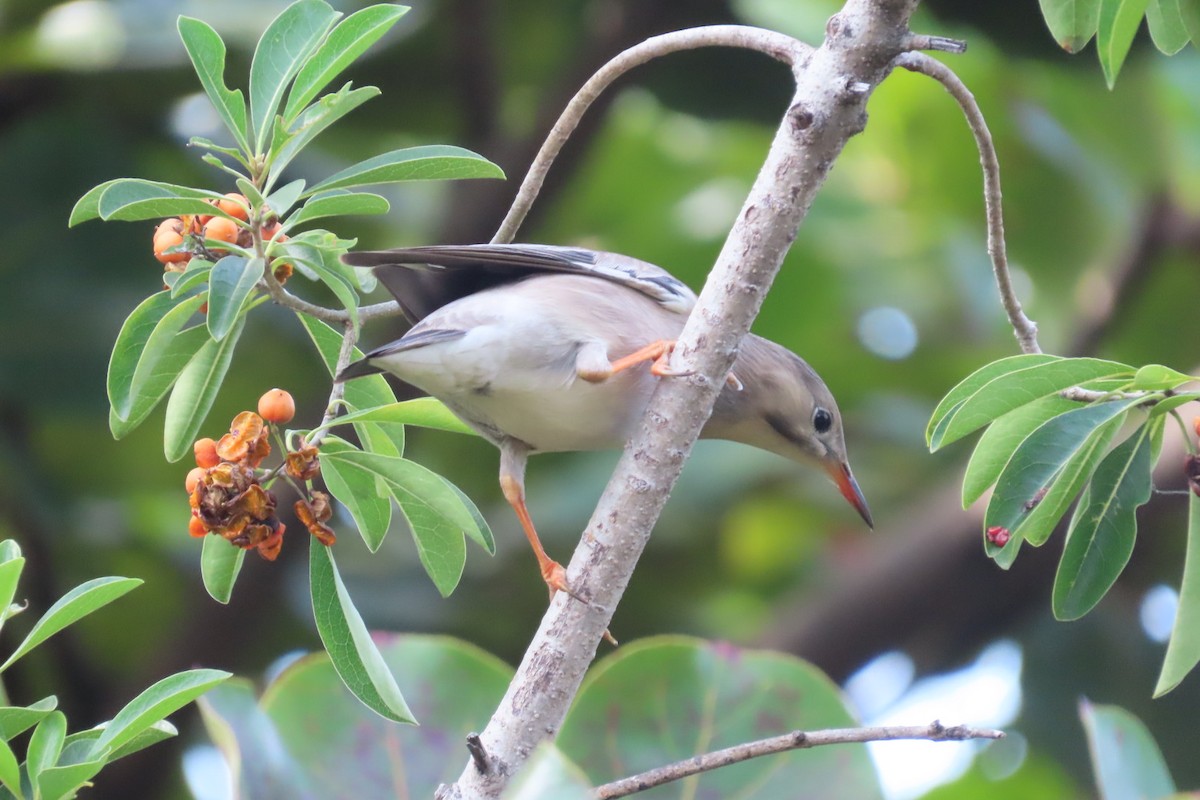 ギンムクドリ - ML645880762