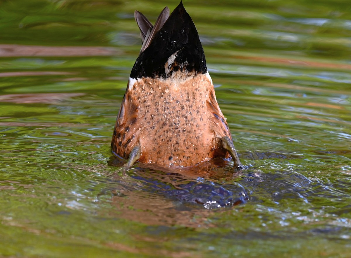 アオクビコガモ - ML645880763