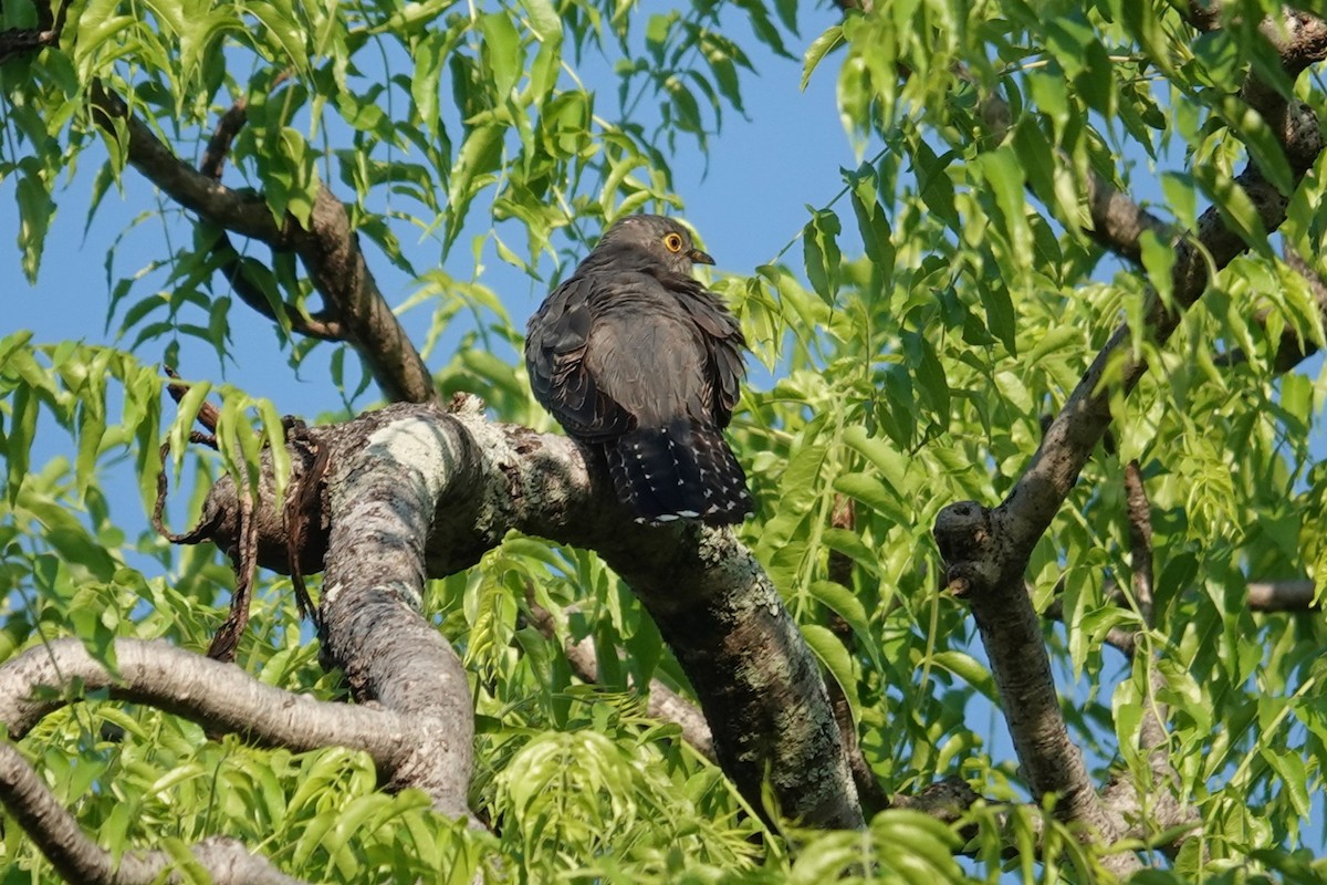 カッコウ - ML645880766