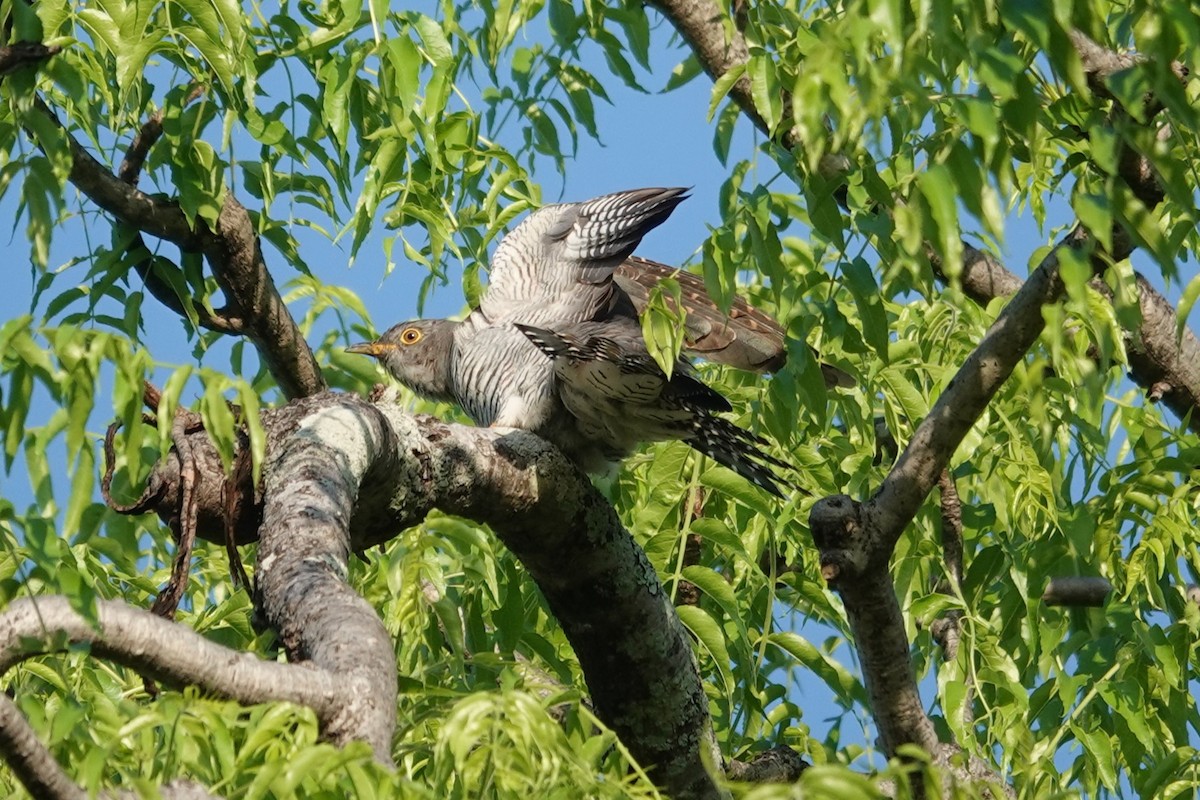 カッコウ - ML645880768