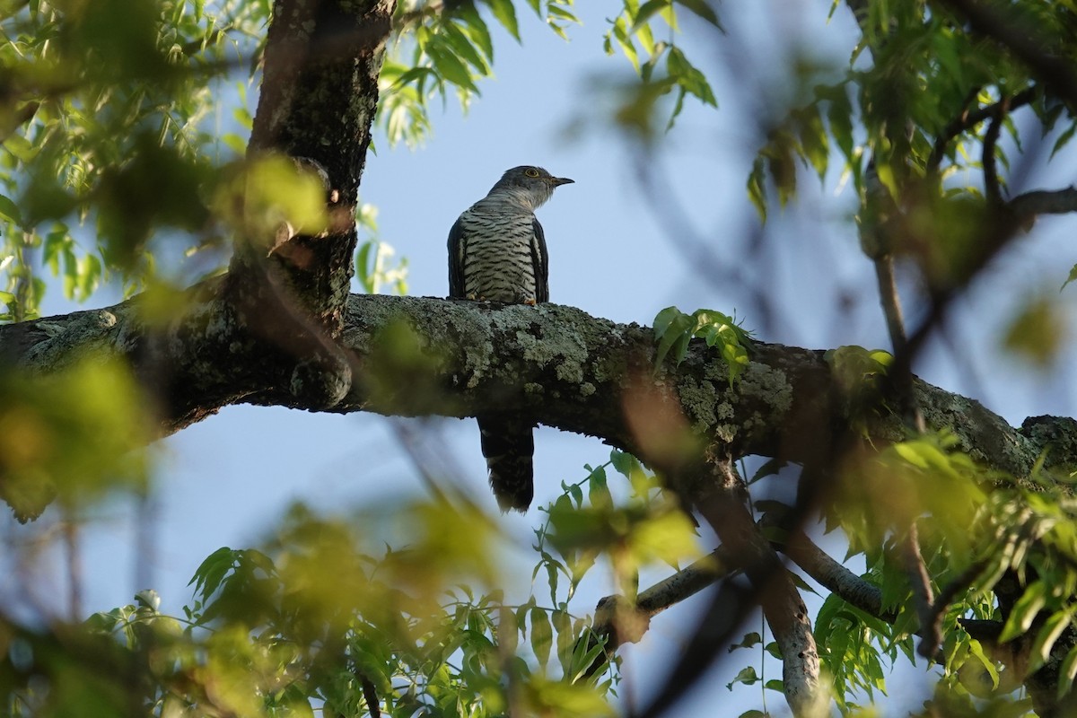 カッコウ - ML645880769