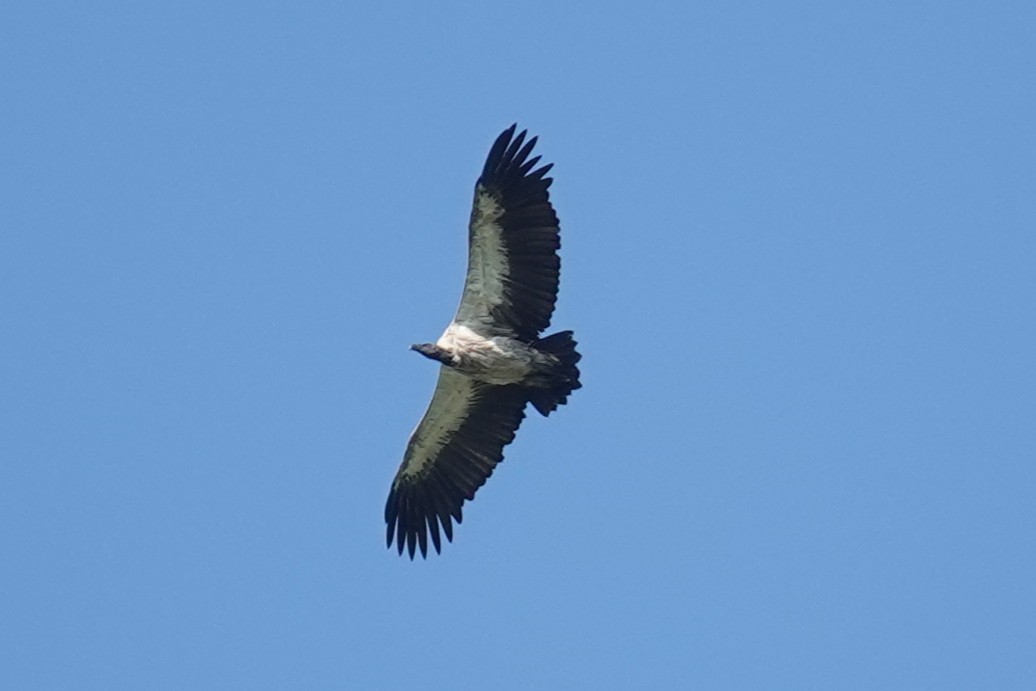 Buitre Dorsiblanco Africano - ML645880770