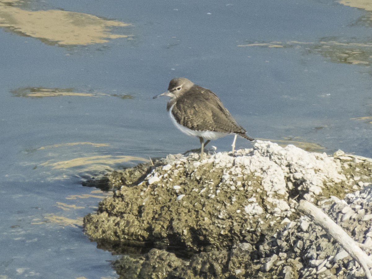 Common Sandpiper - ML645880791