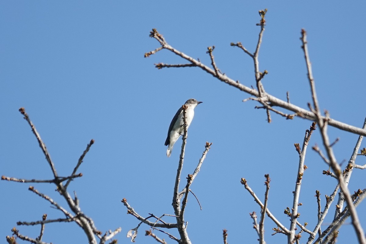 Brown-backed Honeybird - ML645880797