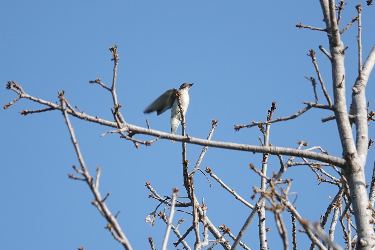 Brown-backed Honeybird - ML645880798