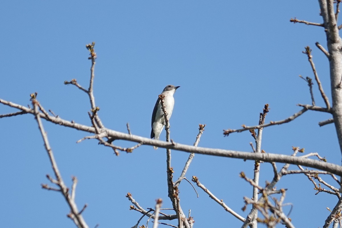 Brown-backed Honeybird - ML645880799