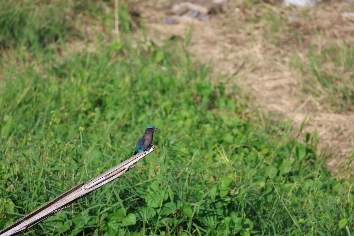 bee-eater sp. - ML645880802
