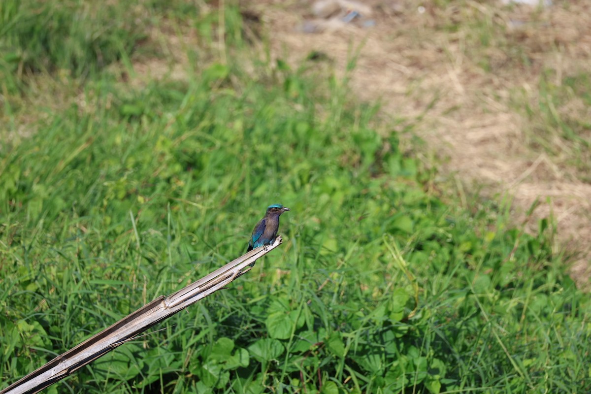bee-eater sp. - ML645880803
