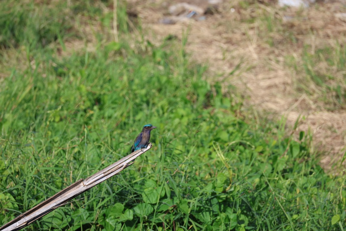 bee-eater sp. - ML645880804