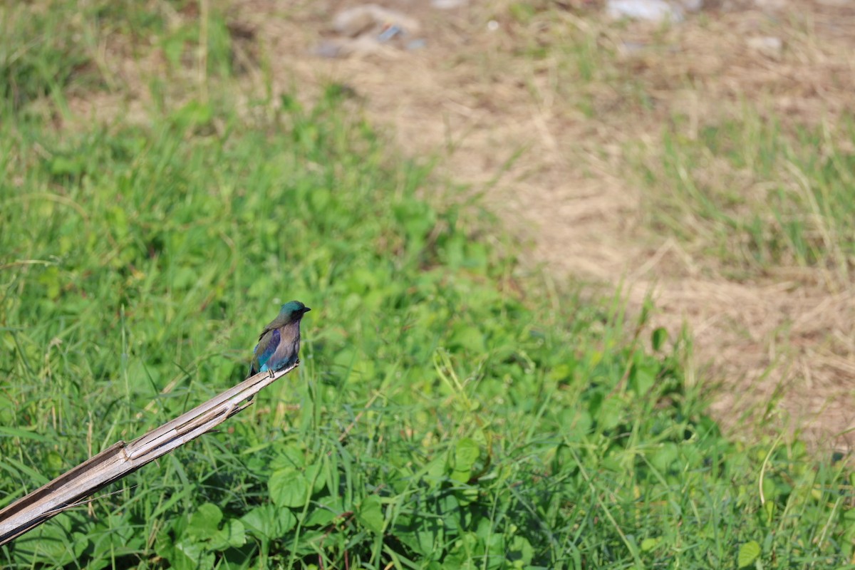 bee-eater sp. - ML645880805