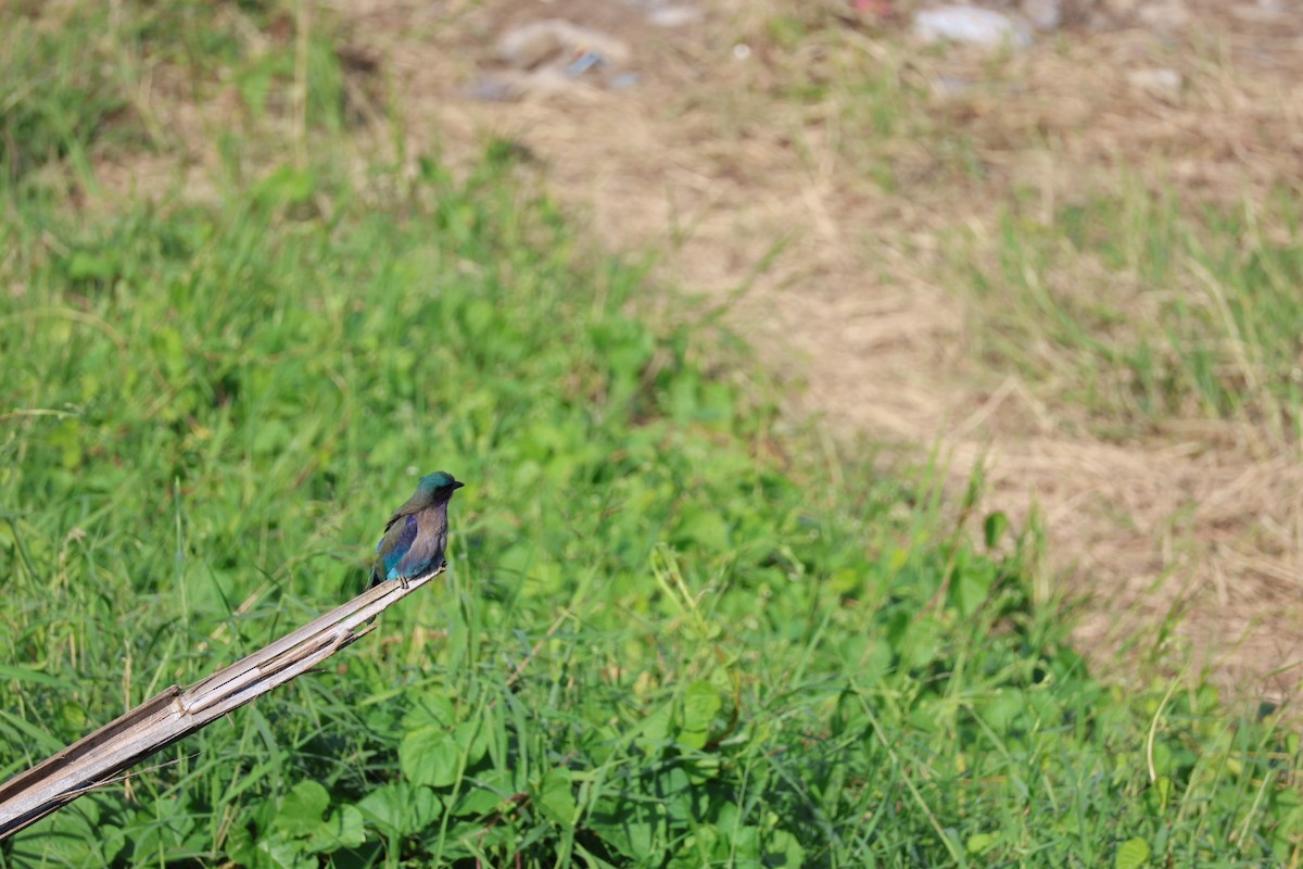 bee-eater sp. - ML645880806