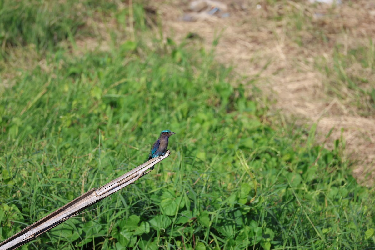 bee-eater sp. - ML645880807