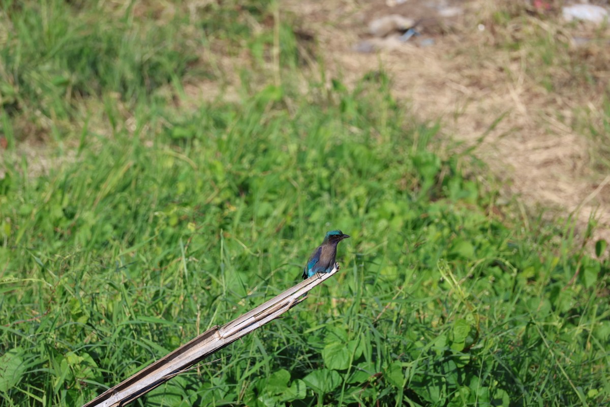 bee-eater sp. - ML645880808