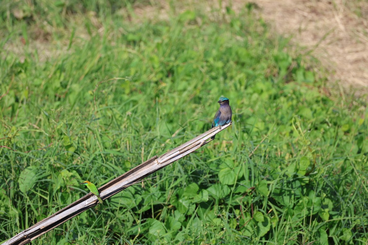bee-eater sp. - ML645880809