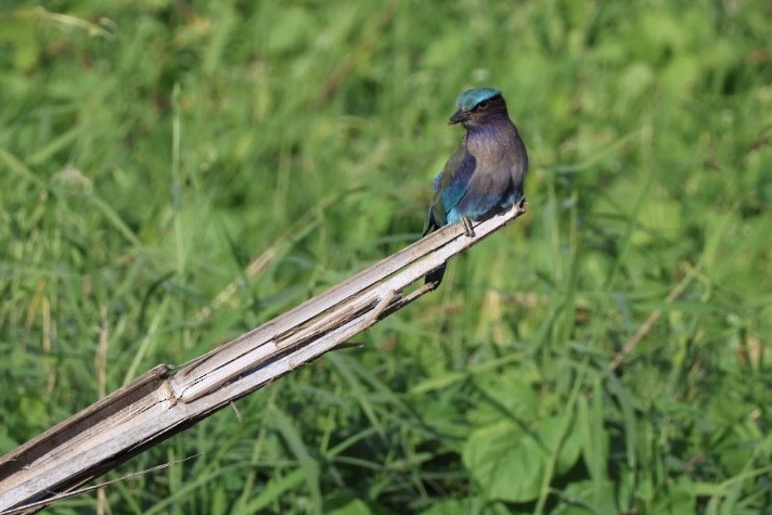 bee-eater sp. - ML645880810