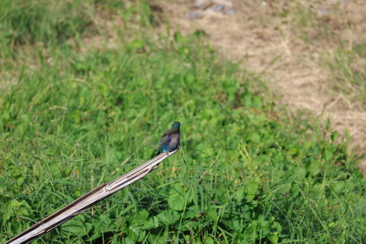 bee-eater sp. - ML645880811