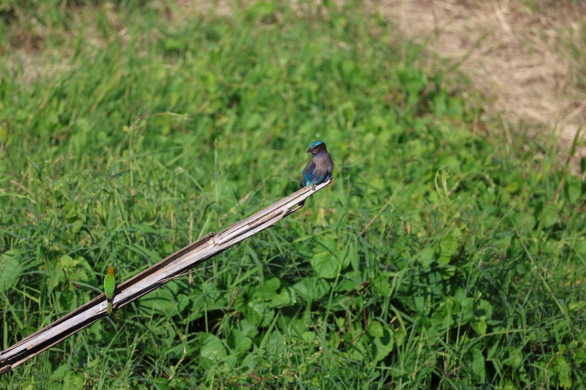 bee-eater sp. - ML645880812