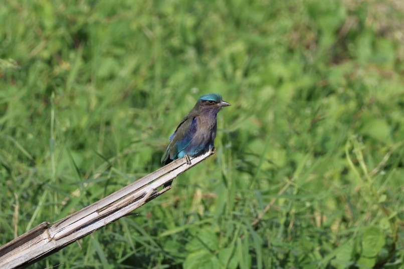 bee-eater sp. - ML645880813