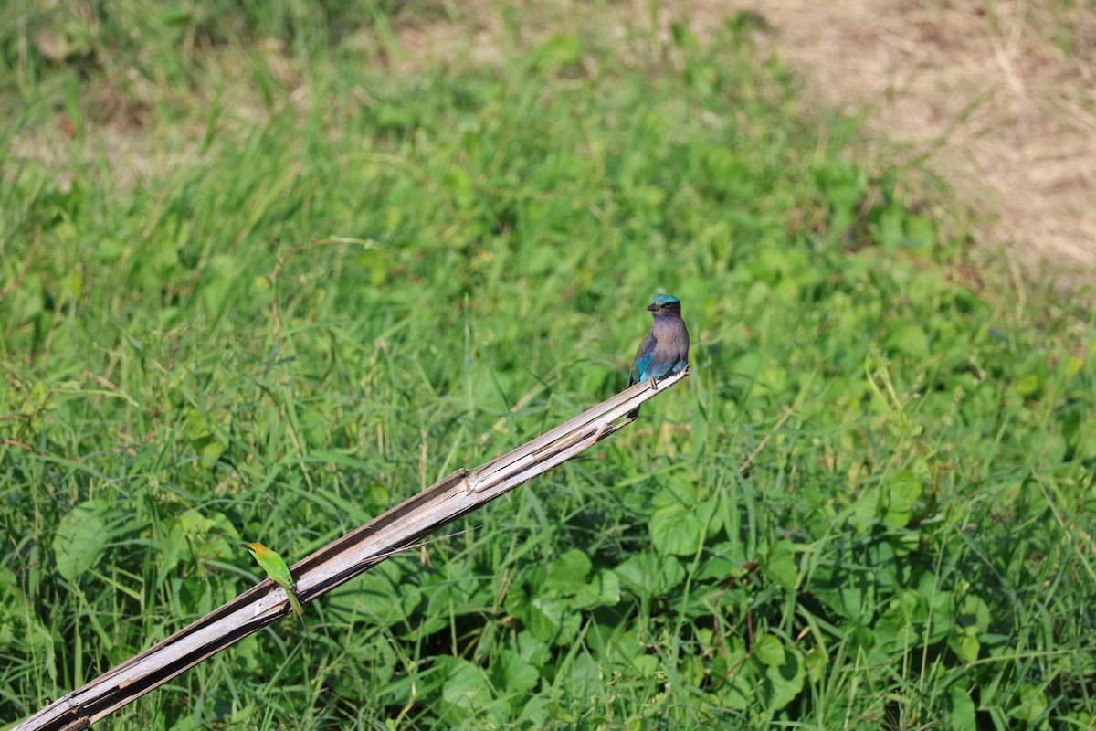 bee-eater sp. - ML645880814