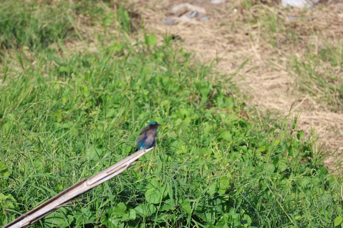 bee-eater sp. - ML645880815