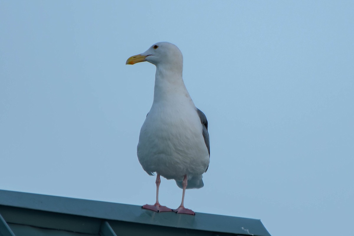 Western Gull - ML645880817