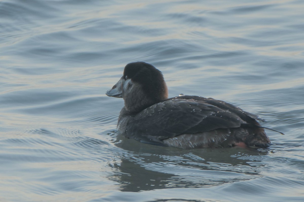 Surf Scoter - ML645880818