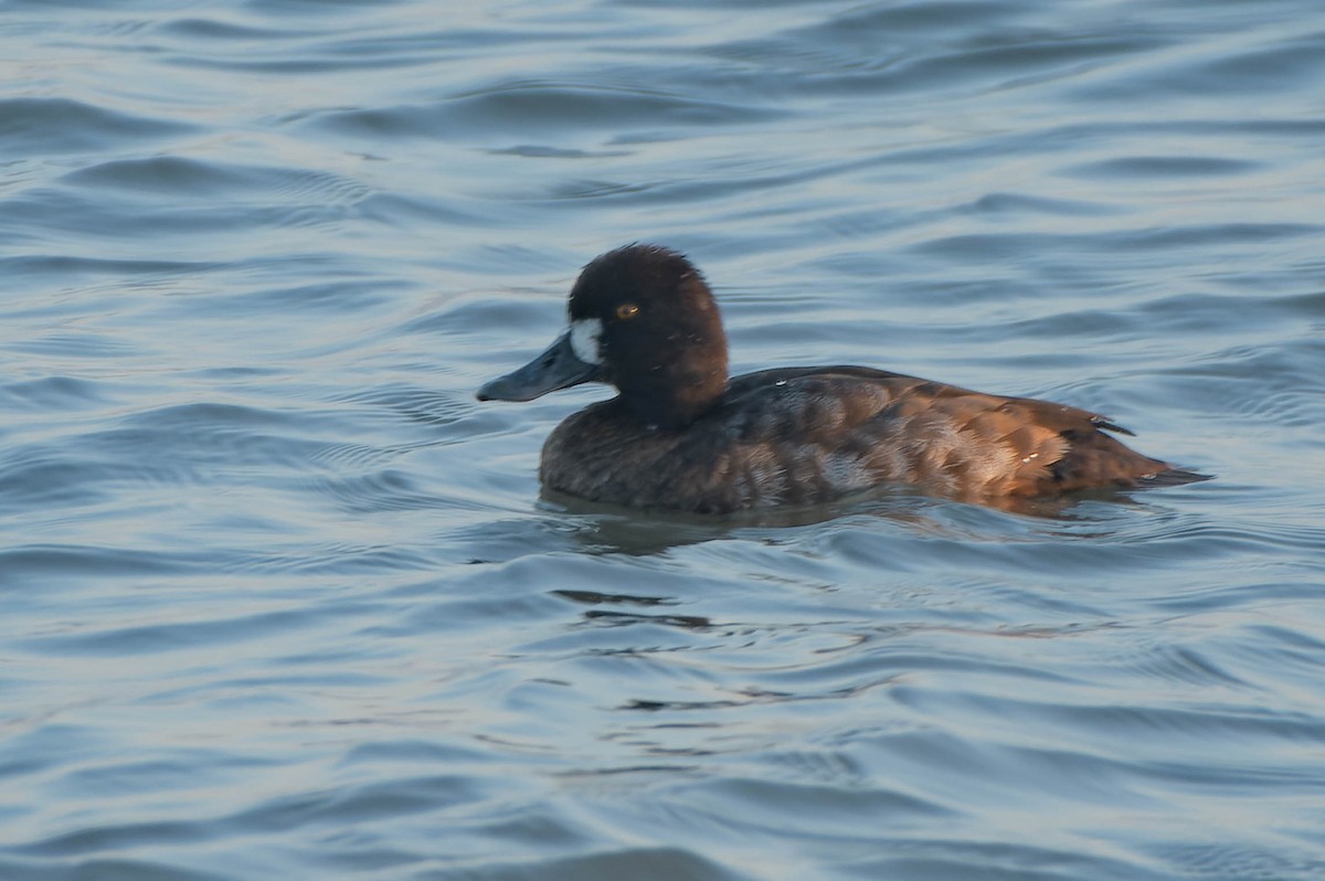 Greater Scaup - ML645880819