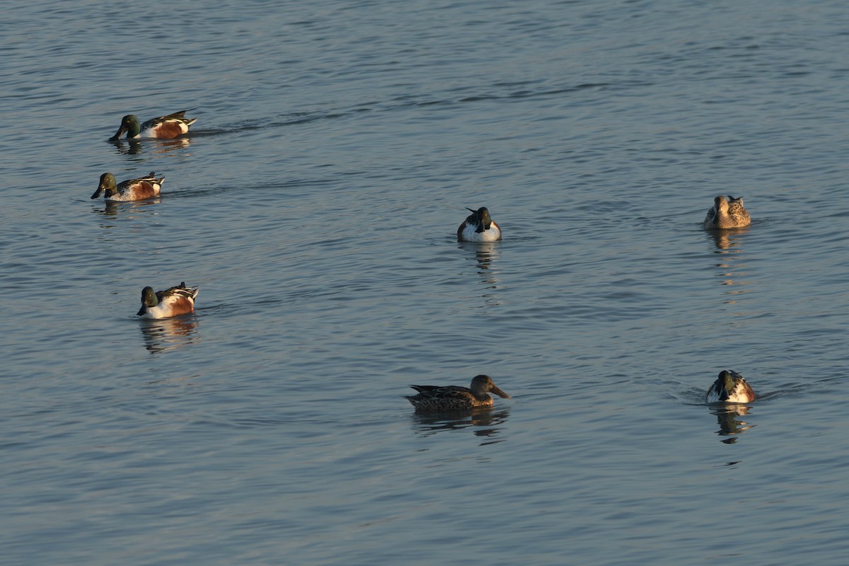 Northern Shoveler - ML645880823