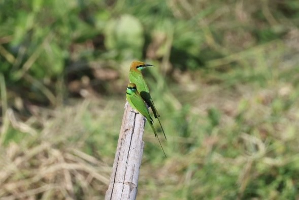 Indochinese Roller - ML645880826