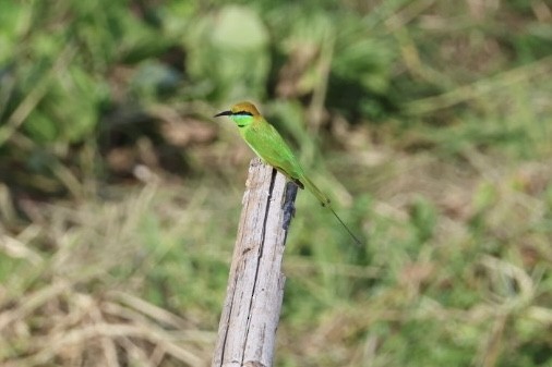 Indochinese Roller - ML645880827